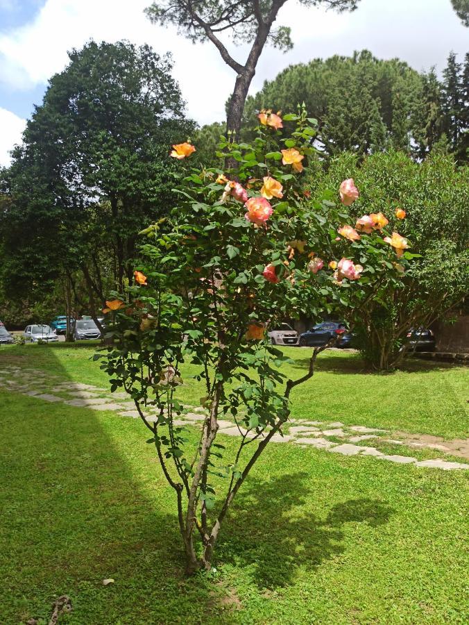 Aurelia Antica Terrace Apt Free Pool And Parking Roma Exterior foto